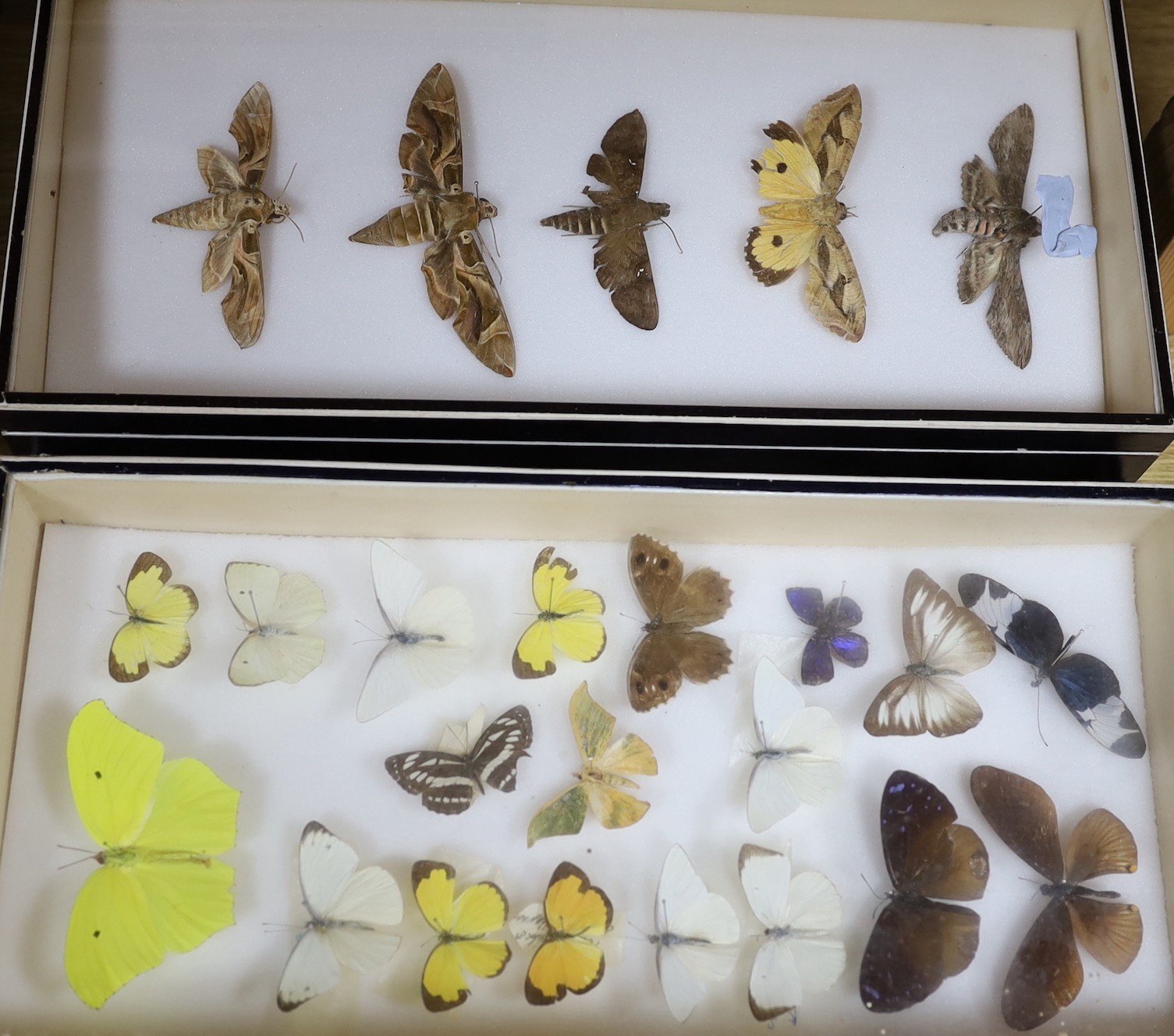 Entomology - Butterfly and moth specimens in 15 display boxes, largest box 37 cm wide